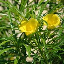 Yellow Oleander